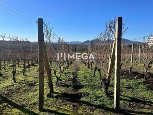 Na predaj chata s vinicou a 2 pivnicami, obec Viničky-Zajačí skok, okr — foto 6