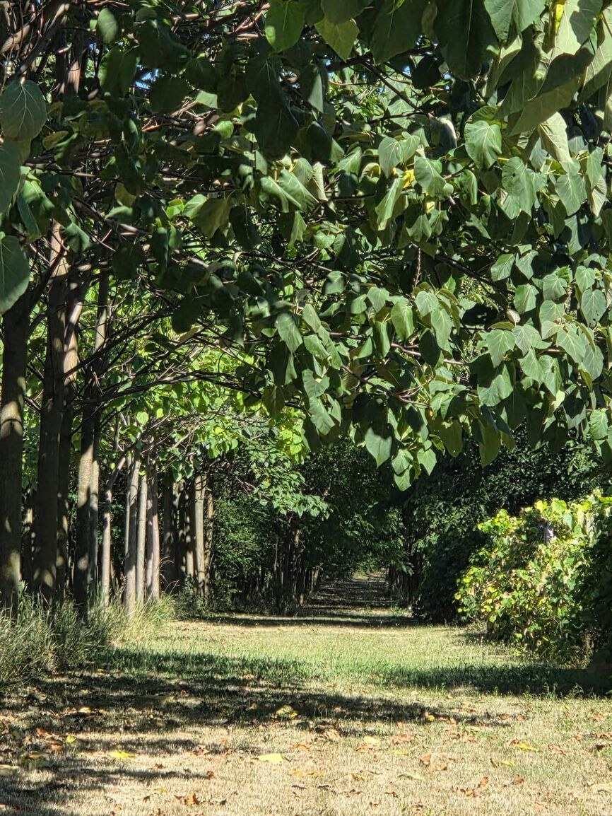 EXKLUZÍVNE – Orná pôda so stromami Paulownia tomentosa na predaj – Svodín, k. ú. Nemecký Svodín