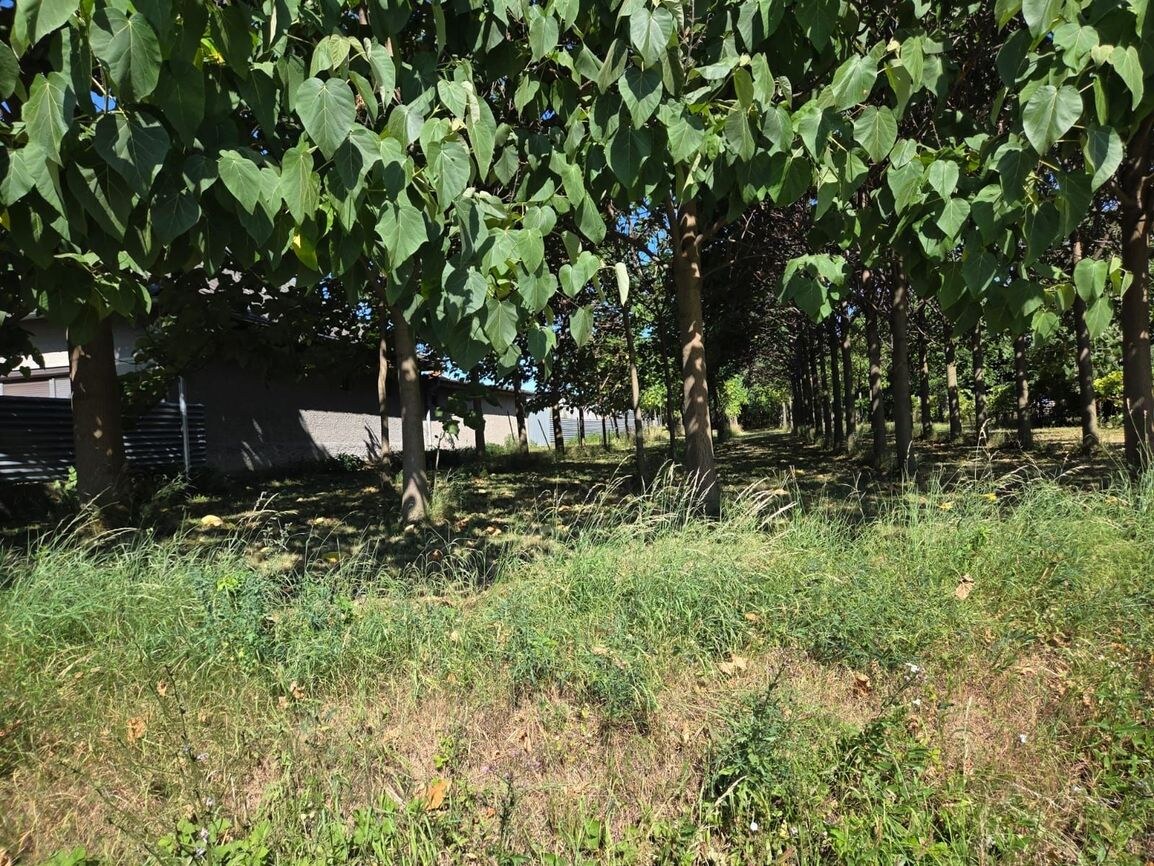 EXKLUZÍVNE – Orná pôda so stromami Paulownia tomentosa na predaj – Svodín, k. ú. Nemecký Svodín — foto 2