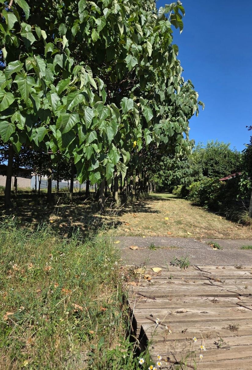 EXKLUZÍVNE – Orná pôda so stromami Paulownia tomentosa na predaj – Svodín, k. ú. Nemecký Svodín — foto 3