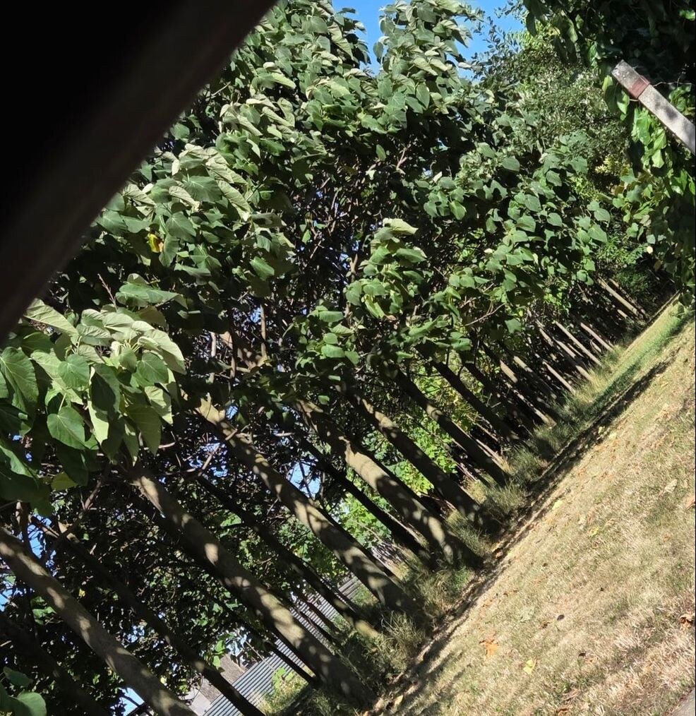 EXKLUZÍVNE – Orná pôda so stromami Paulownia tomentosa na predaj – Svodín, k. ú. Nemecký Svodín — foto 5