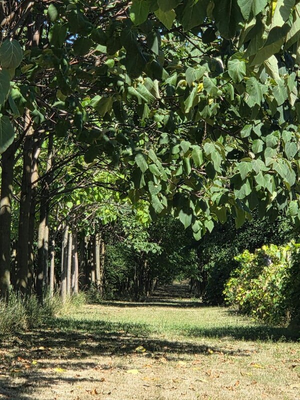 EXKLUZÍVNE – Orná pôda so stromami Paulownia tomentosa na predaj – Svodín, k. ú. Nemecký Svodín