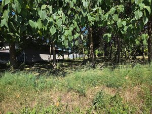 EXKLUZÍVNE – Orná pôda so stromami Paulownia tomentosa na predaj – Svodín, k. ú. Nemecký Svodín — foto 2