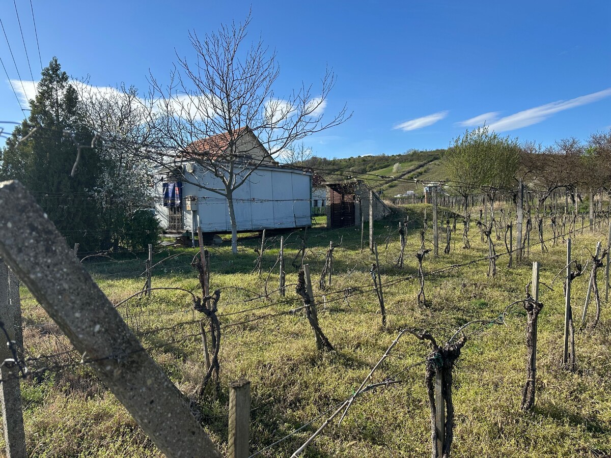 Vinica a sad s ovocnými stromami, pivnicou a unimobunkou – Kamenný Most, Hegyfarok - predaj, prípadne výmena — foto 2