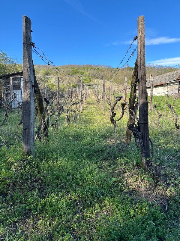 Vinica  – Kamenný Most, Hegyfarok – predaj, prípadne výmena 