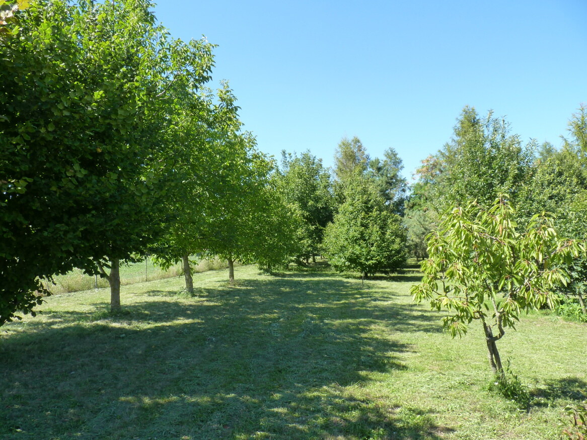 Predaj, dom, pozemok, usadlosť, Rastislavice — foto 19