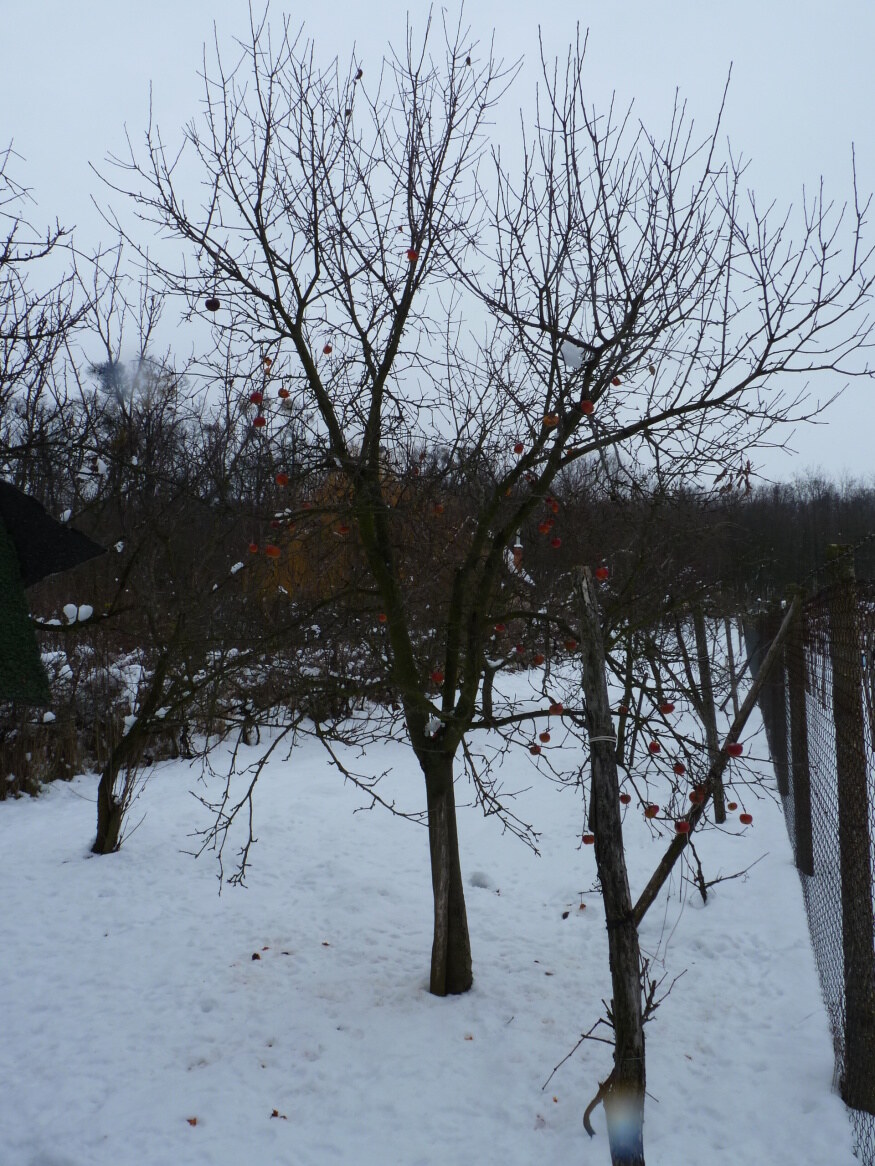 Predaj, pozemok, Podhájska — foto 2