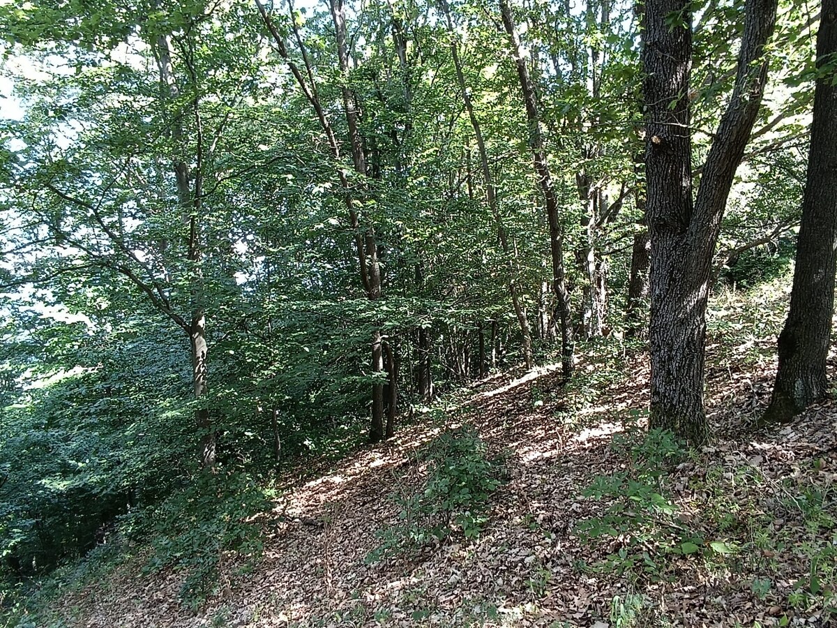 Na predaj pozemok v lese Hrabičov — foto 6