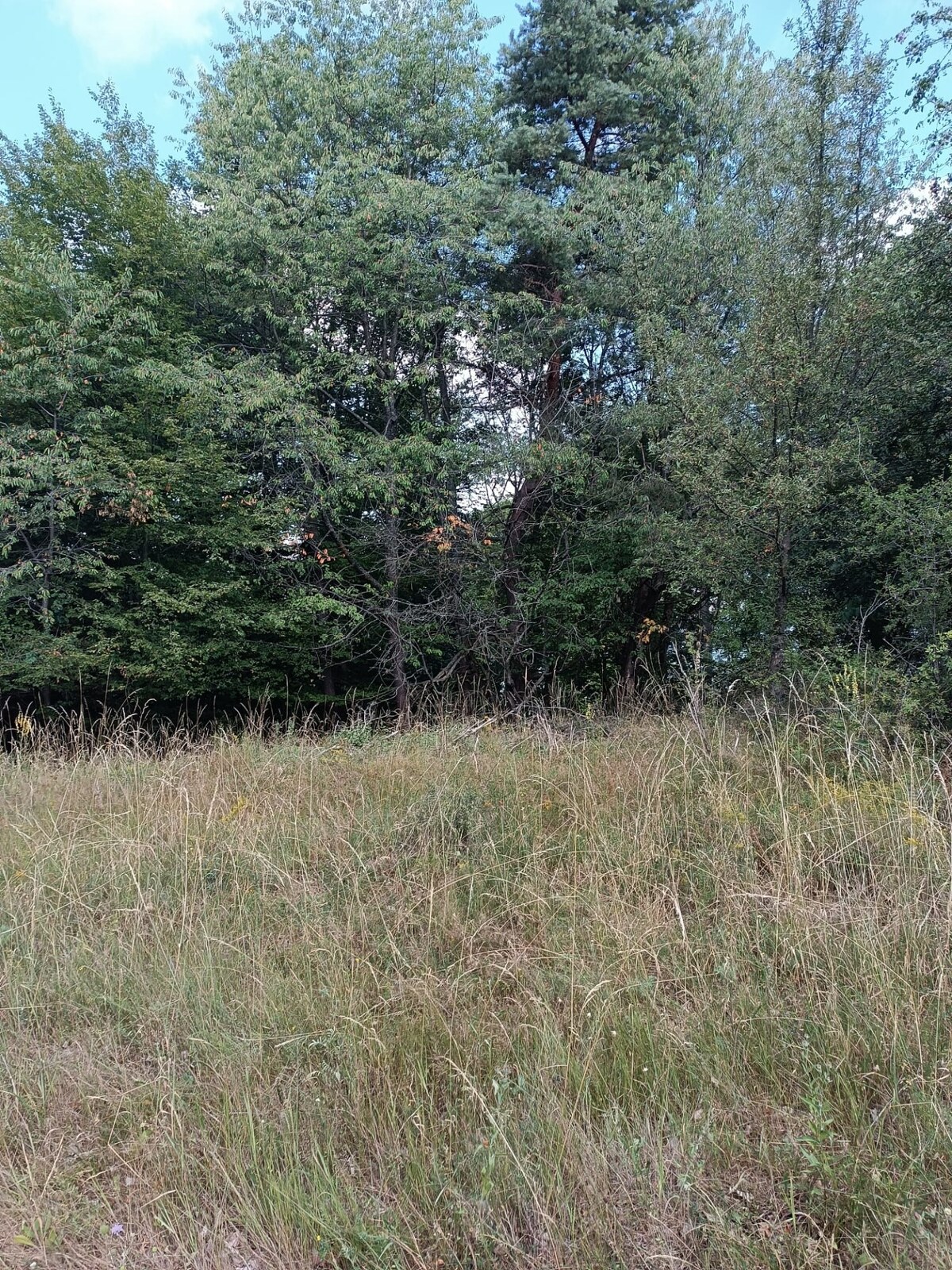 Na predaj pozemok v lese Hrabičov — foto 4