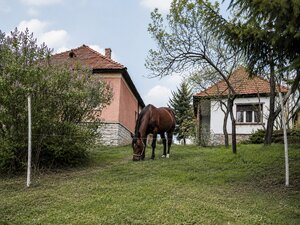 NA PREDAJ _ dva domy _ 73m² a 41m² _  pozemok 3000m²_Szőlősardó — foto 1