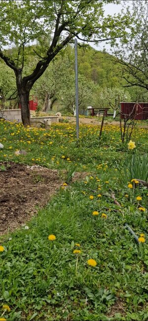 Predaj záhrady, Sady pod Dedovcom, Žliabok , Trenčianske Teplice — foto 3