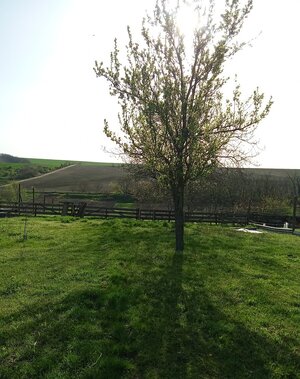 Na predaj stavebný pozemok 3655 m2 Zemianske Sady okr. Galanta — foto 3