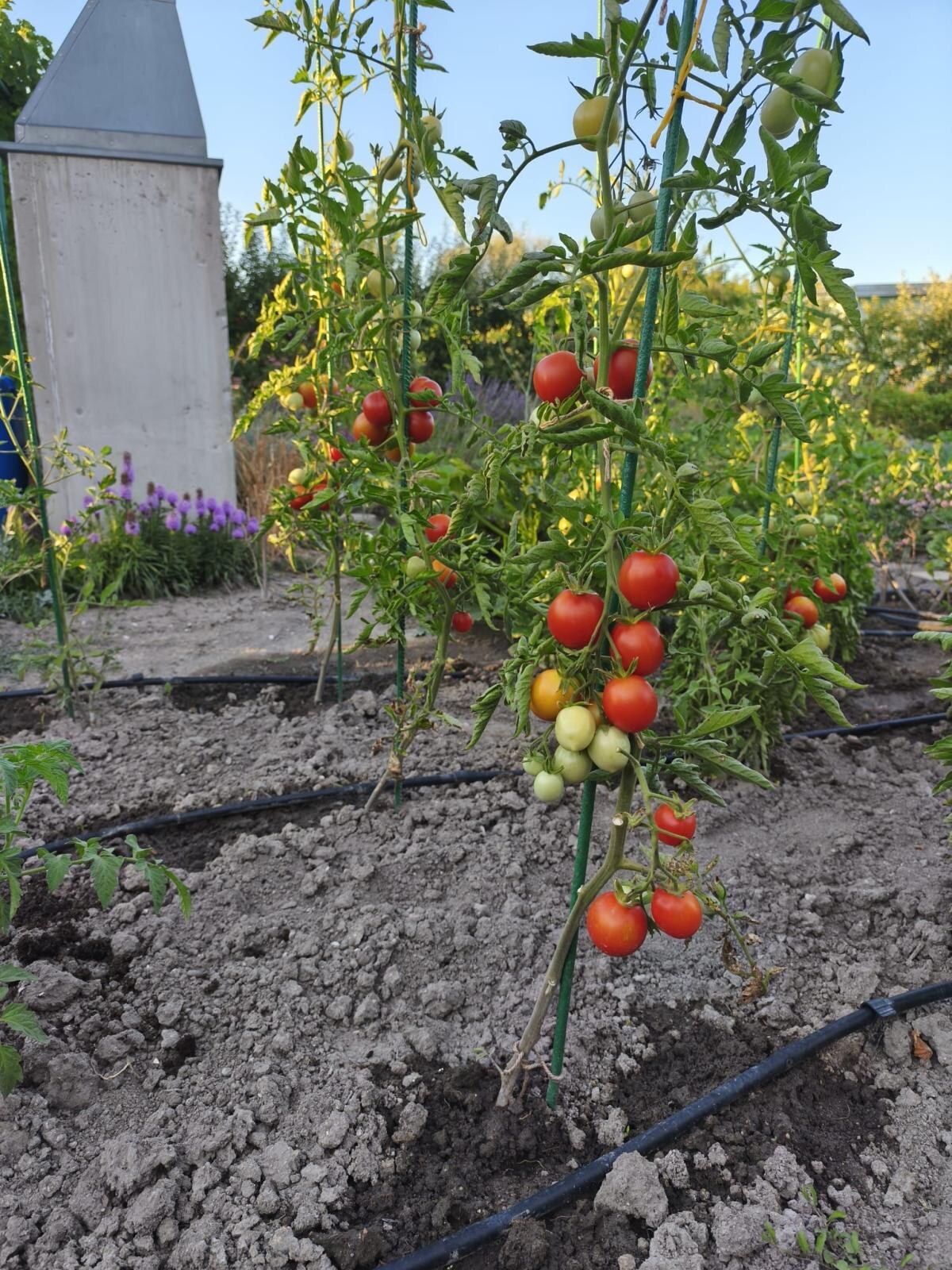 Veľká slnečná záhrada 650 m² – chatka, elektrina a vlastná studňa – Žabí Majer — foto 22